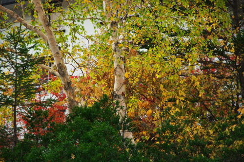 a0263109_19553308.jpg