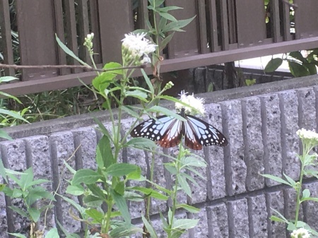 a0174419_10363870.jpeg