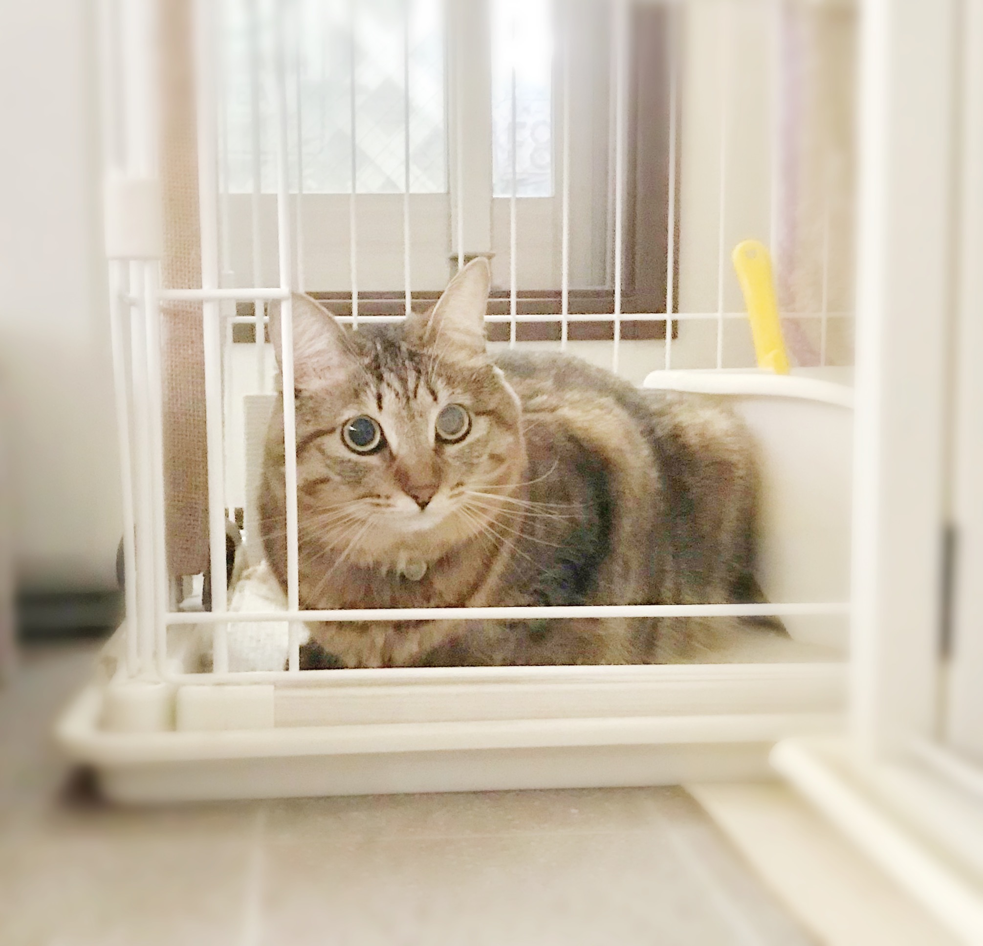 c0132121_10444349.jpeg
