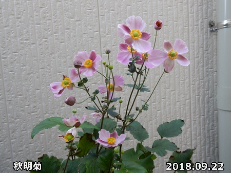 e0033229_18322652.jpg