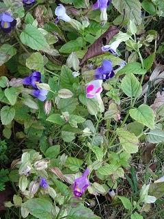 c0147935_21042918.jpg