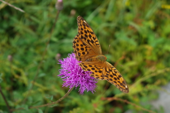 a0287336_01225955.jpg