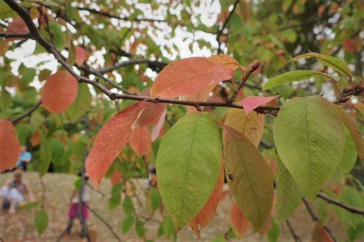e0300042_16364266.jpg