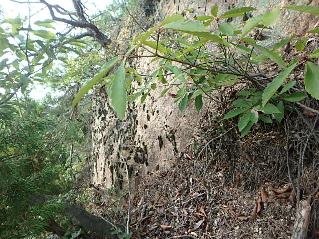 摩耶山　行者尾根　_f0334143_7445475.jpg