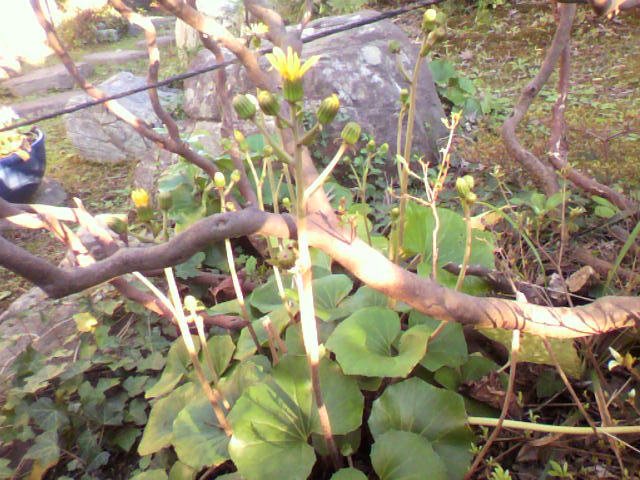 a0111545_01404400.jpg