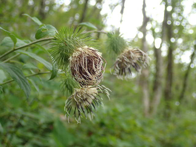 f0214649_04291569.jpg