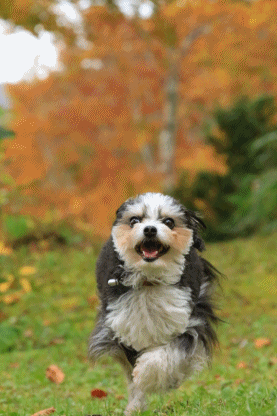 c0145250_09211100.gif