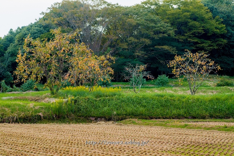f0368258_20542172.jpg