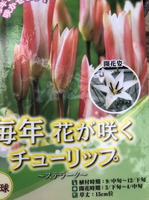 植えっぱなしで良い球根 アイフェイオン ハナニラ チューリップと種まき 小さな棲家