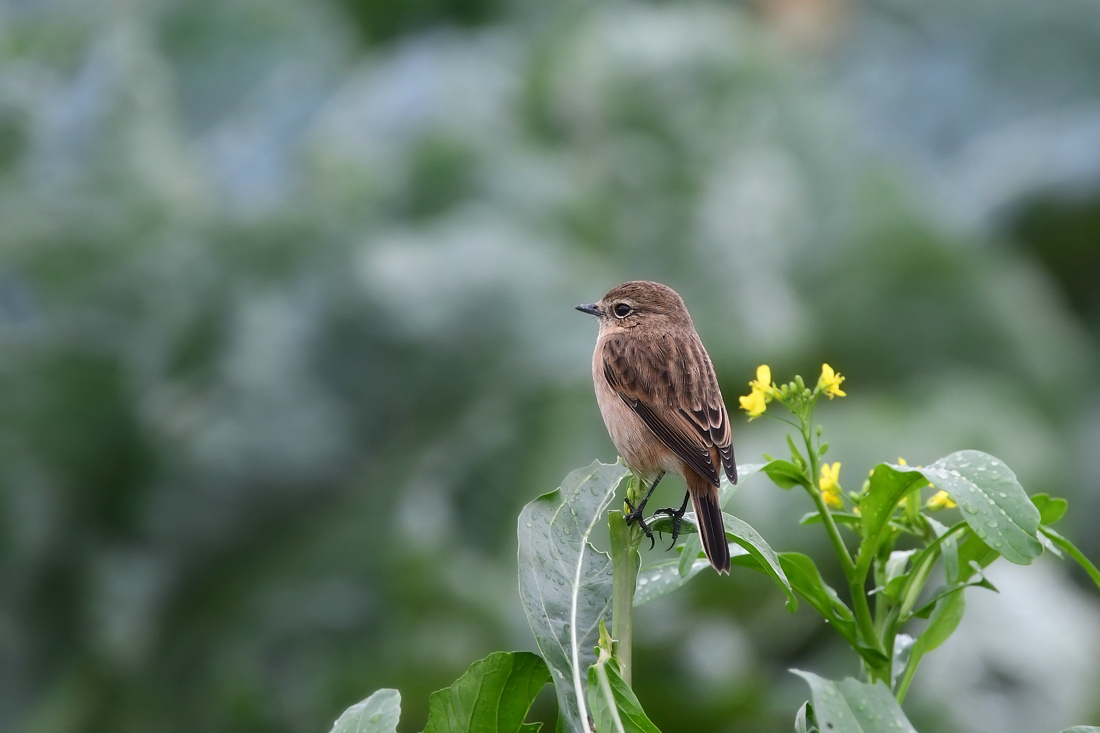 菜の花にノビタキ_f0053272_23014533.jpg