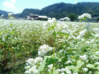 蕎麦の花_e0046477_15412327.jpg