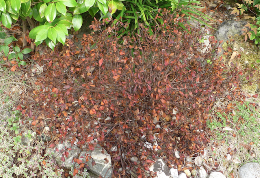 c0197980_04522248.png