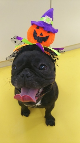 🎃ハロウィン🎃第2弾_f0357682_09453589.jpg