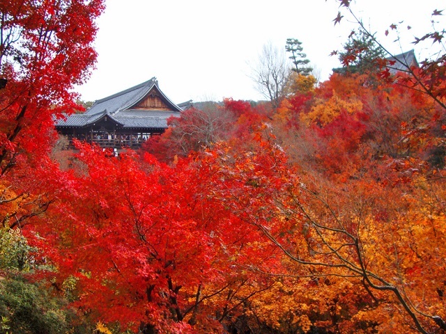 【2名様～毎日予約可能】貸切観光タクシーで巡る京都旅　5時間コース「城南宮～寺田屋～伏見稲荷大社～東福寺光明院～東福寺」_b0241286_11085658.jpg