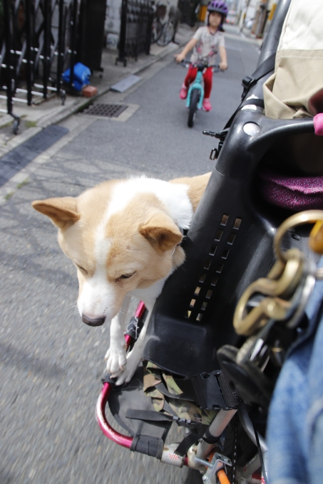 犬と子ども_e0149587_04113008.jpg