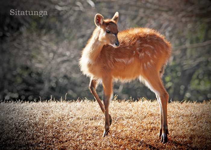 シタツンガ：Sitatunga _b0249597_19520484.jpg