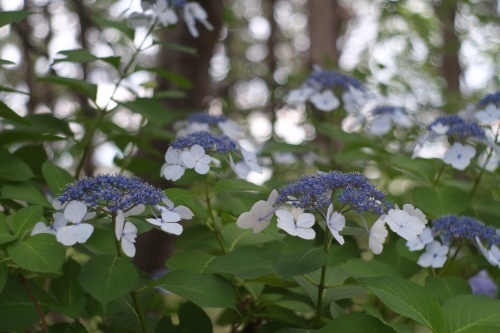 八景島の紫陽花_e0205297_19573574.jpg