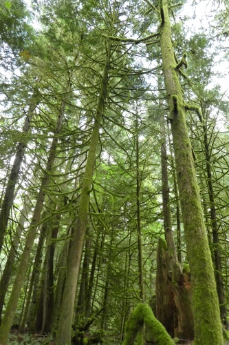 Cathedral Grove (カセドラル・グローブ)_b0117700_06044634.jpg