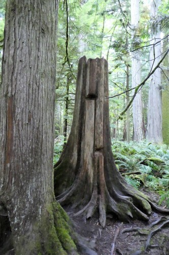 Cathedral Grove (カセドラル・グローブ)_b0117700_06045710.jpg