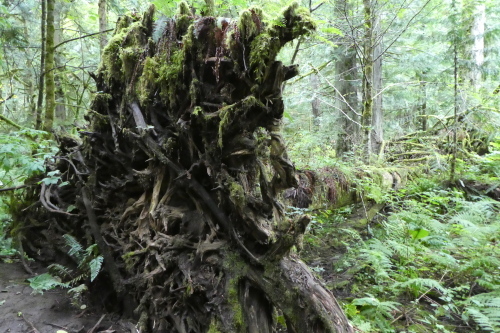 Cathedral Grove (カセドラル・グローブ)_b0117700_06052460.jpg