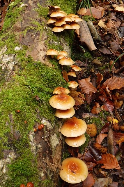e0137200_2101191.jpg