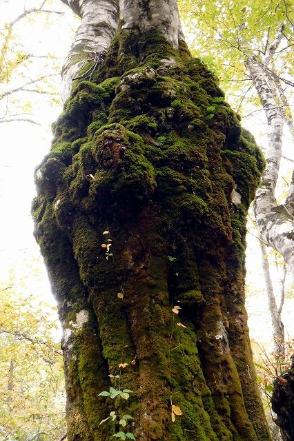 e0137200_2181523.jpg