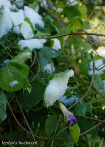 ドキッ!/ 10月の雪と朝顔_b0253205_08022562.jpg