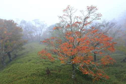 １４日の大台ケ原の紅葉_b0255609_22282893.jpg