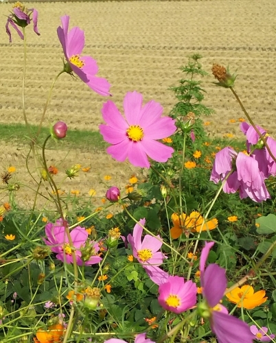 f0276510_07154335.jpg