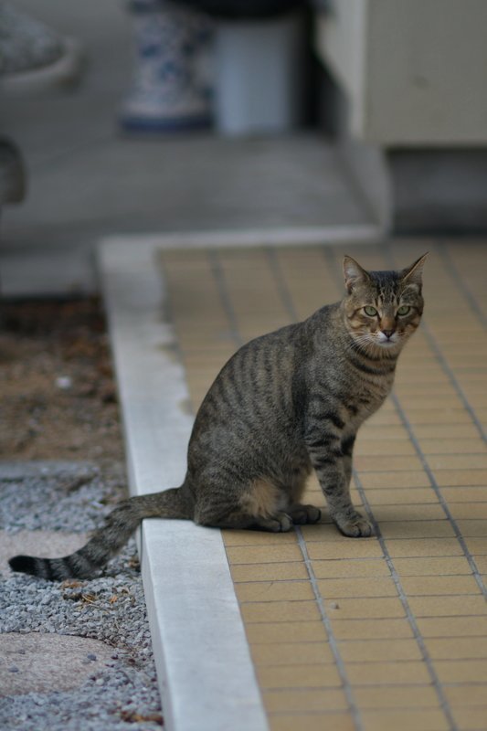 出待ちする栃ノ心・後編_a0190211_06040210.jpg