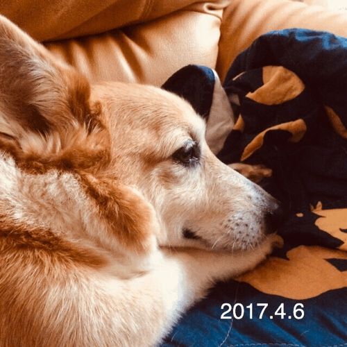 久々にクッキーの話_d0169411_22483742.gif