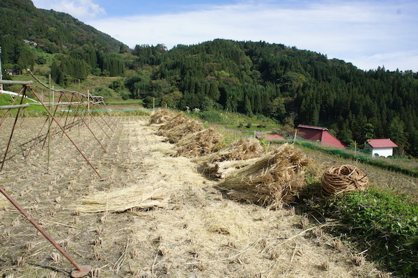 上田の脱穀おわりー♫_e0343613_19033343.jpg