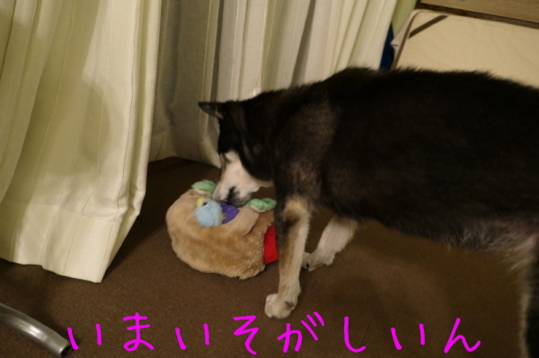 f0369014_08030932.jpg