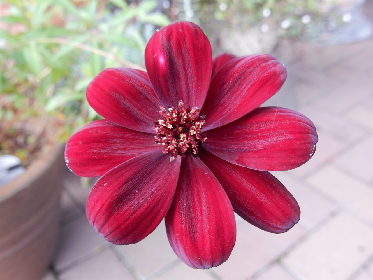 真紅の秋_c0025115_22020876.jpg