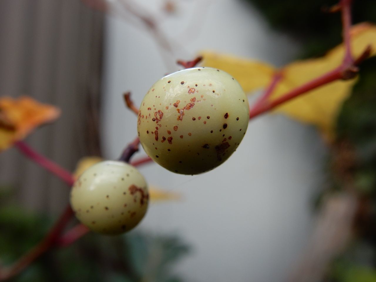 真紅の秋_c0025115_22034723.jpg