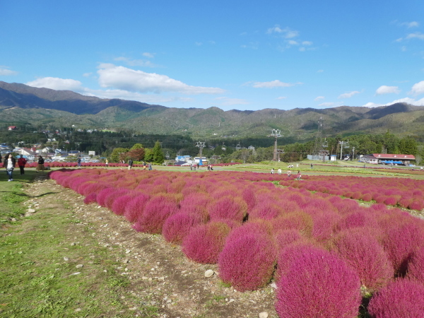 岐阜県郡上市 ひるがの高原スキー場 コキア見学 風の便り