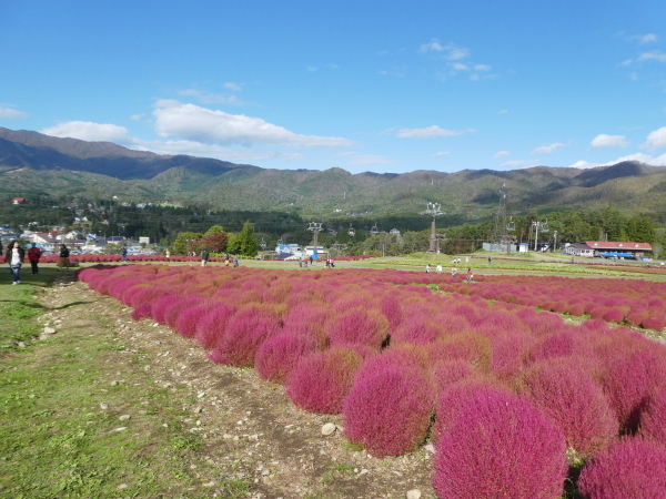 岐阜県郡上市　ひるがの高原スキー場　コキア見学_d0170615_17001033.jpg