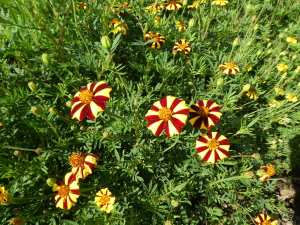 d0170615_17021461.jpg