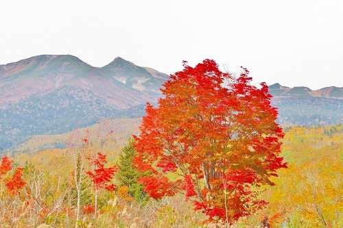 乗鞍高原の大カエデの紅葉がピーク間近です！！_a0353718_13051648.jpg