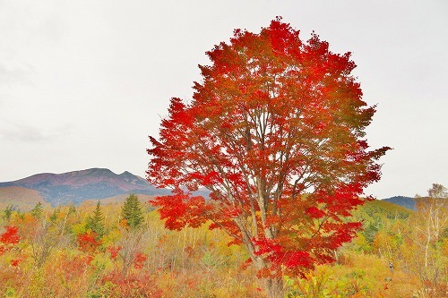 乗鞍高原の大カエデの紅葉がピーク間近です！！_a0353718_13052479.jpg