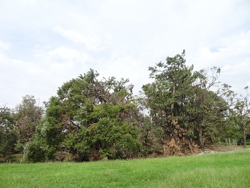f0000521_07182977.jpg
