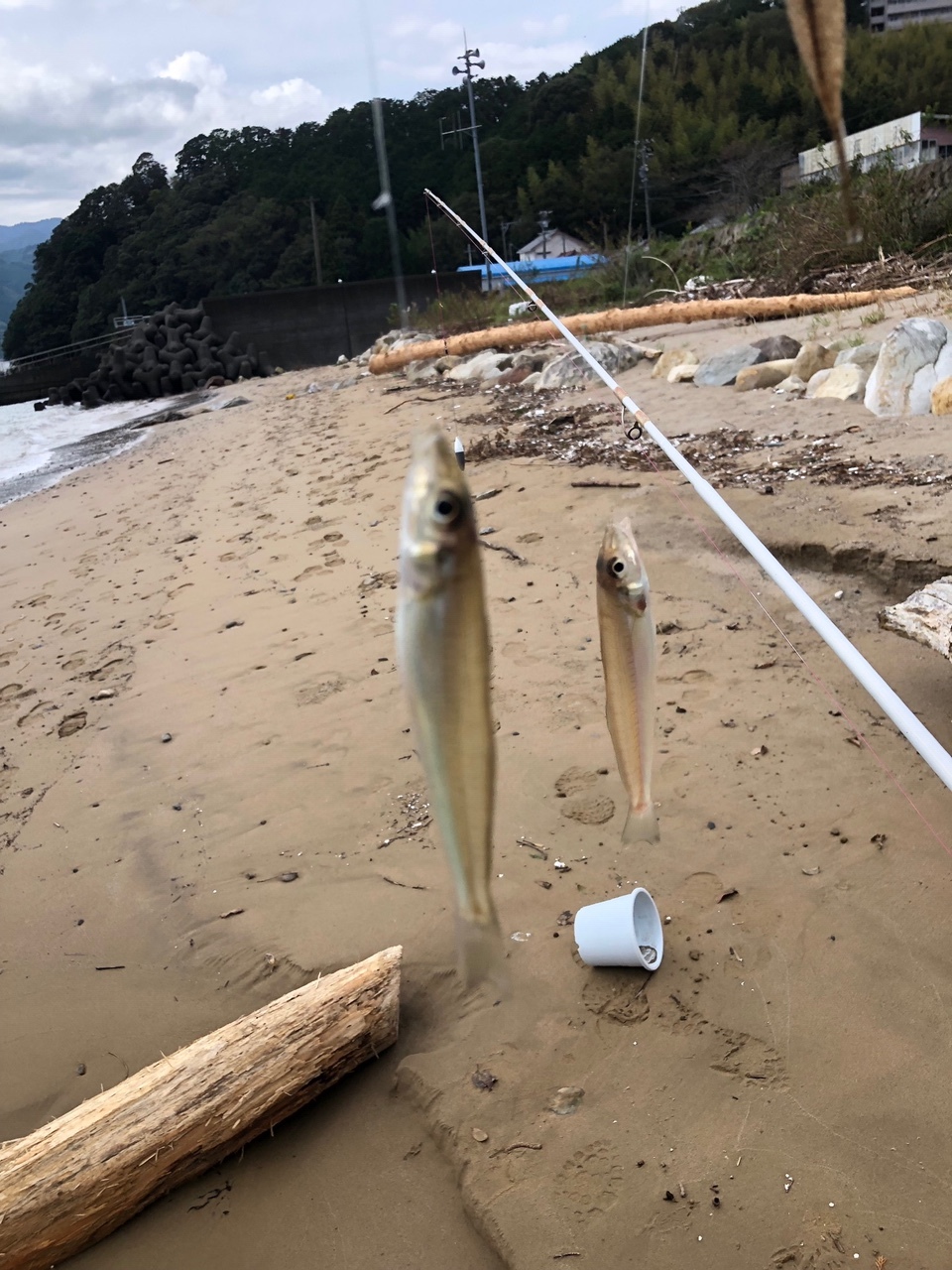 三重県は紀北町へ落ちギス釣りの旅 ダディの観察日記 三重県は紀北町へ落ちギス釣りの旅 ダディの観察日記