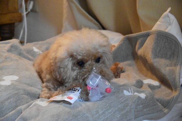 d0387831_23523205.jpeg