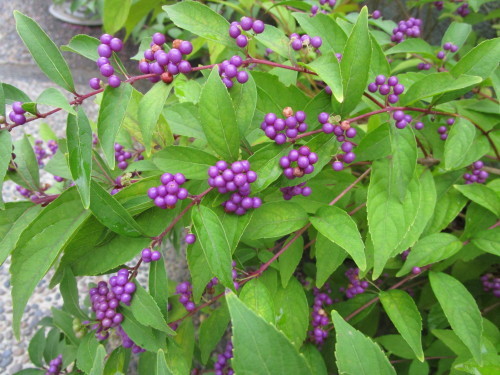 a0345833_23150618.jpg