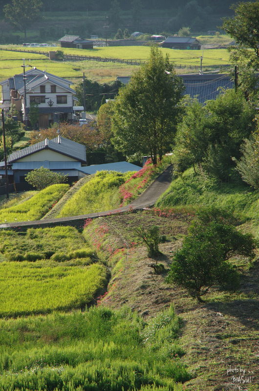 明日香村岡　これも撮らなくては！_b0396833_20321439.jpg