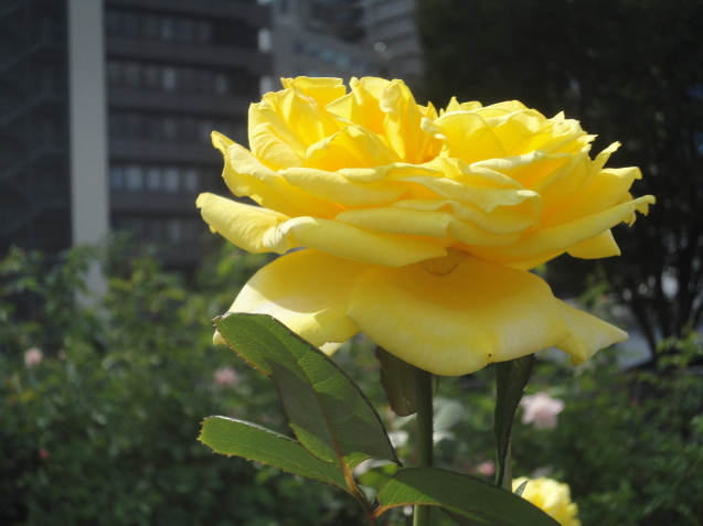 d0359338_13461680.jpg