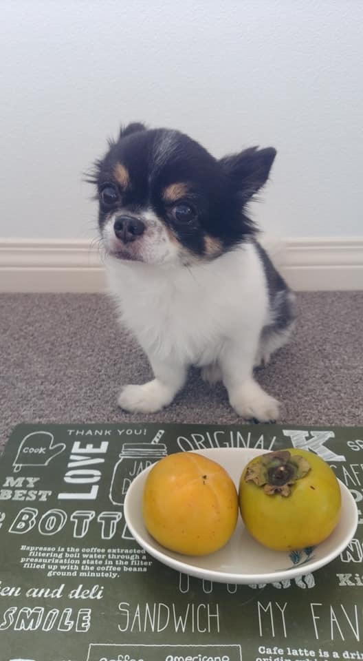 わんこは柿食べられる 犬の薬膳 はばたけ my soul わんこは柿食べられる 犬の薬膳 はばたけ my soul