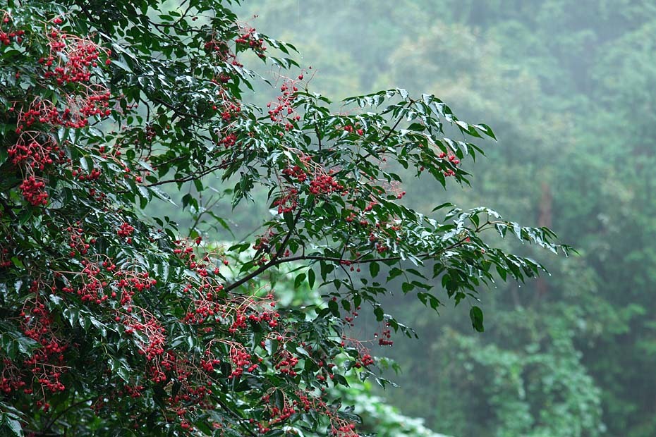 c0067040_21583478.jpg