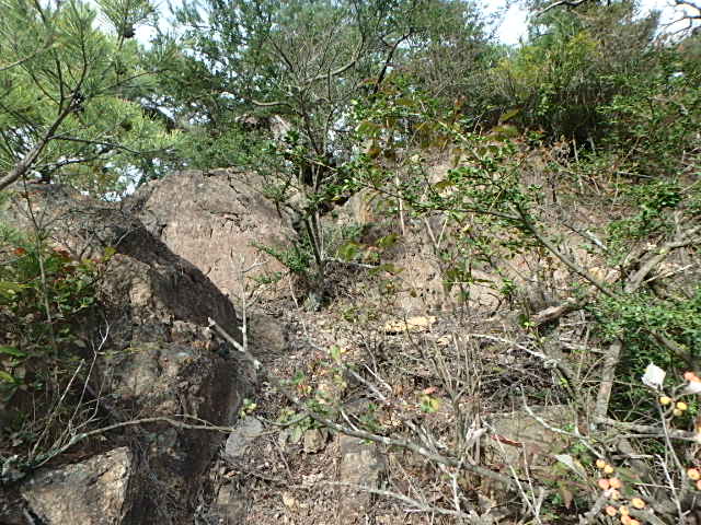 摩耶山　行者尾根　おじさんの休日_f0334143_824562.jpg