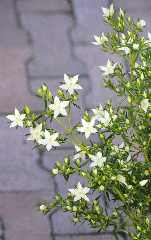 a0001354_23051129.gif